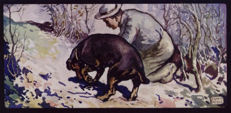 Een Engelse Truffeljachthond door Edwin Noble