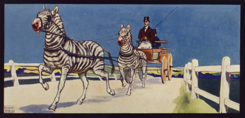 Zebra
