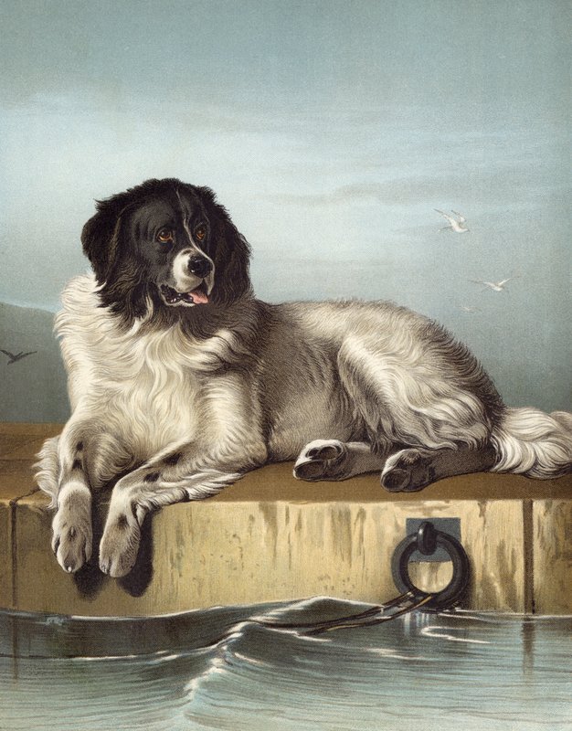Een Onderscheiden Lid van de Humane Society door Edwin after Landseer