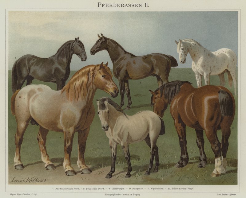 Paardenrassen door Emil Volkers
