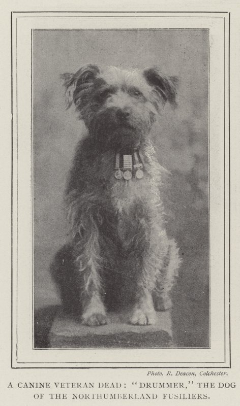Een overleden hondenveteraan, Drummer, de hond van de Northumberland Fusiliers door English Photographer