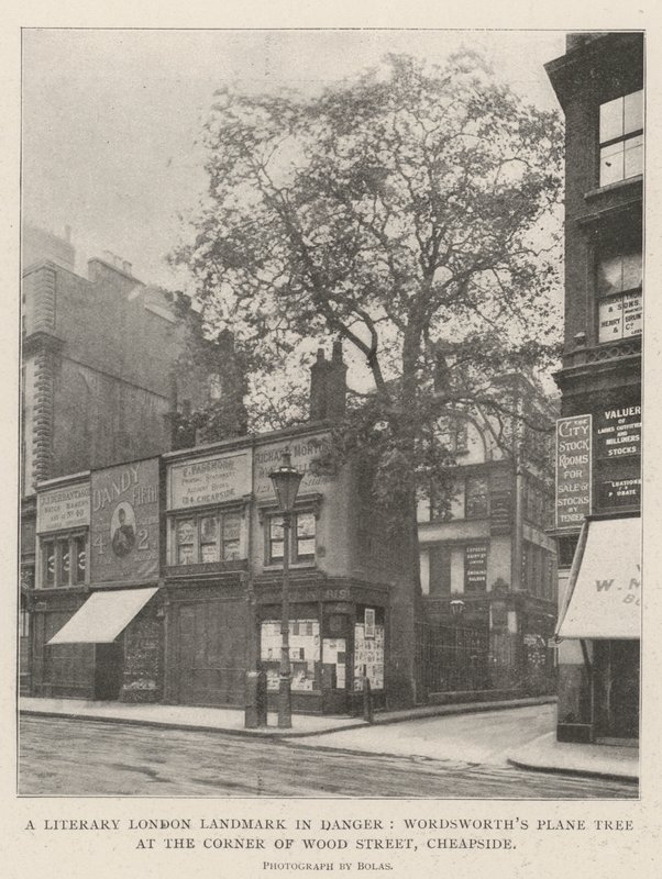 Een Literair Londens Landmark in Gevaar, Wordsworths Plataan aan de Hoek van Wood Street, Cheapside door English Photographer