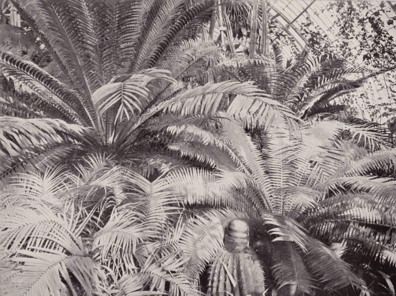 Een groep Cycads in het Palmhuis in Kew door English Photographer