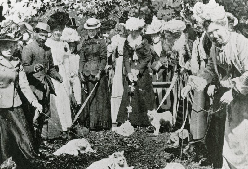 Kattenshow in de Royal Botanic Gardens, Westminster, in 1900 door English Photographer