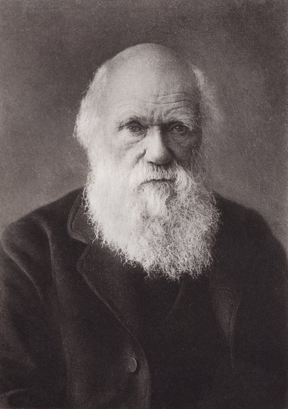Charles Darwin, portret, ca. 1880 door English Photographer