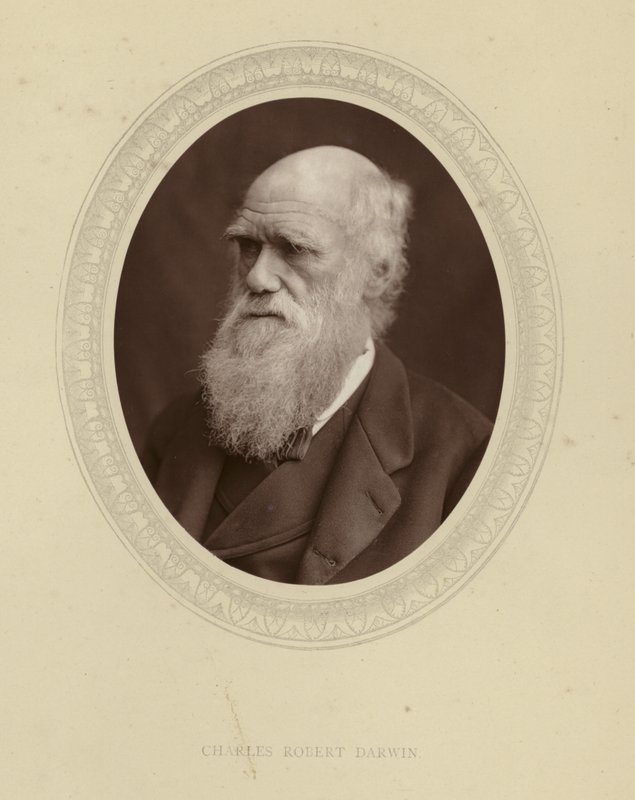 Charles Robert Darwin door English Photographer