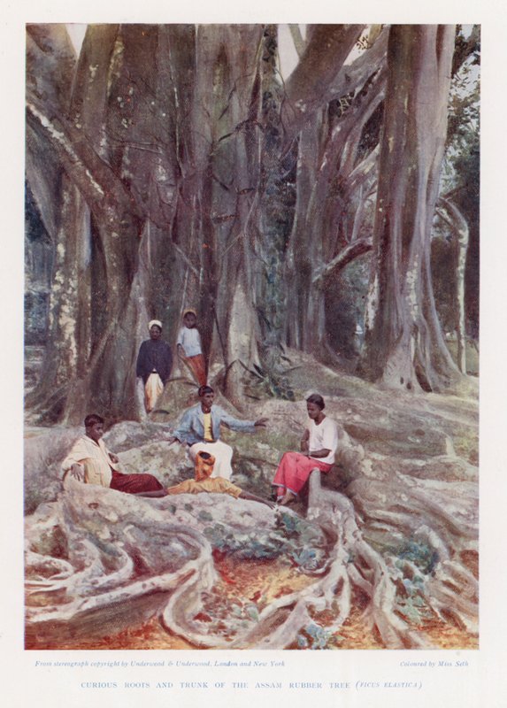 Curieuze Wortels en Stam van de Assam Rubberboom, Ficus Elastica door English Photographer