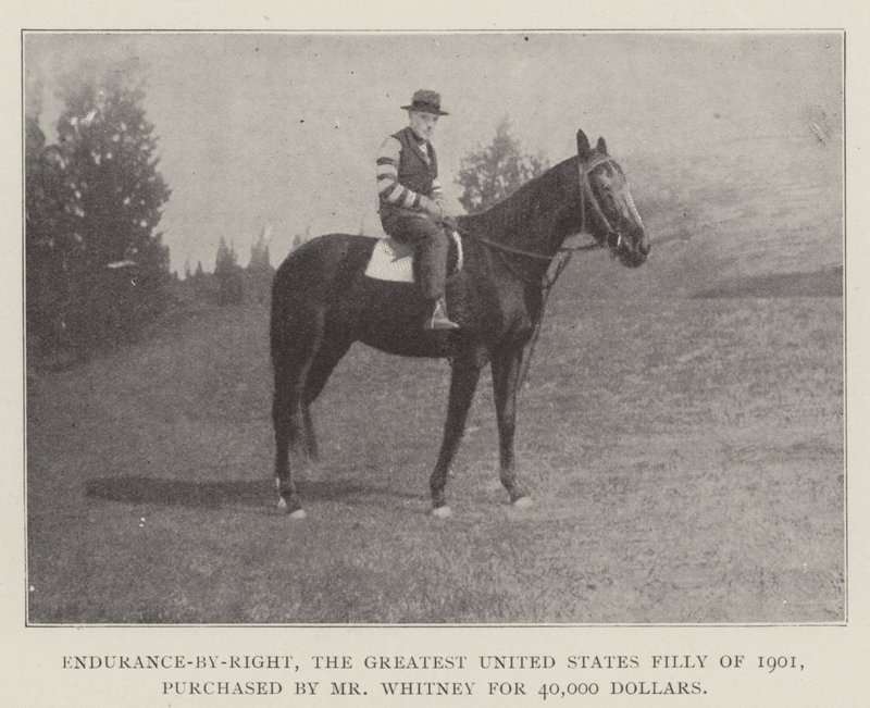 Endurance-by-Right, het grootste Amerikaanse merrieveulen van 1901, gekocht door Mr Whitney voor 40.000 dollar door English Photographer