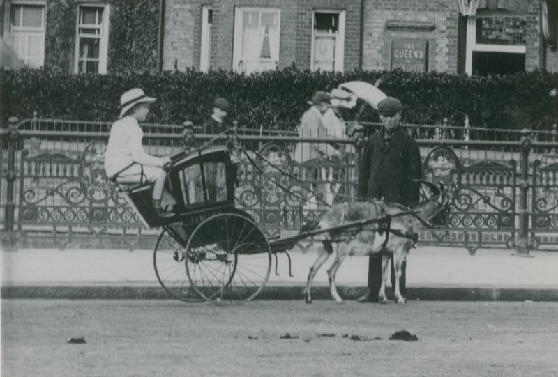 Geitgetrokken transport door English Photographer