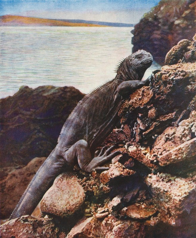 Grote mariene leguaan op een van de Galapagos-eilanden door English Photographer