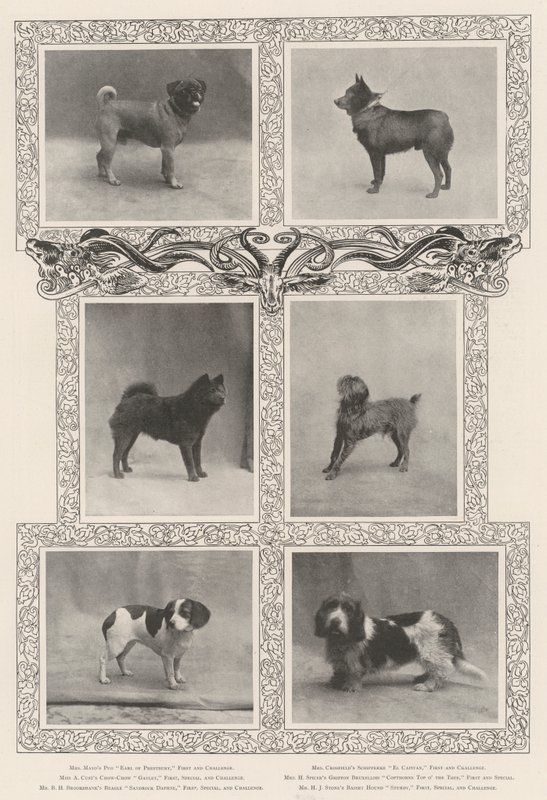 Opmerkelijke prijswinnaars op de zesenveertigste tentoonstelling van de Kennel Club door English Photographer