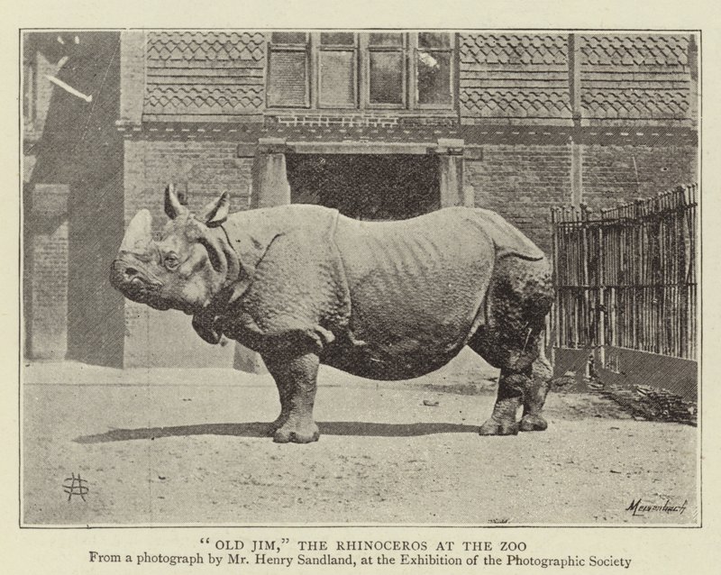 Oude Jim, de Neushoorn in de Dierentuin door English Photographer