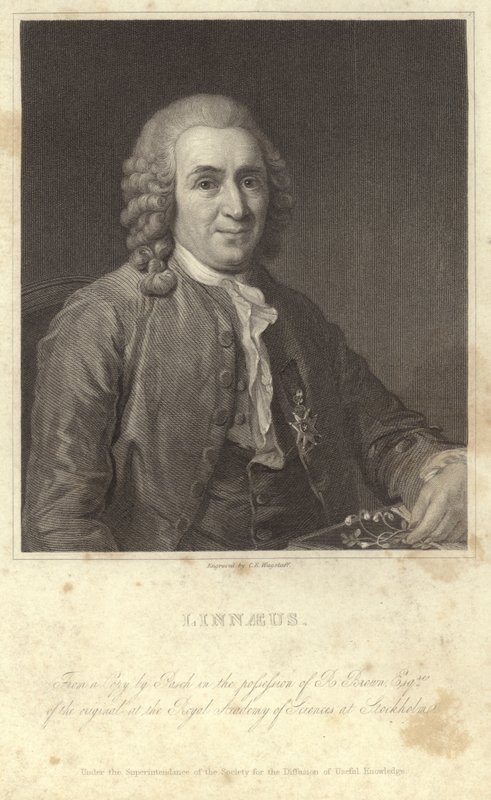 Portret van Carl Linnaeus door English Photographer