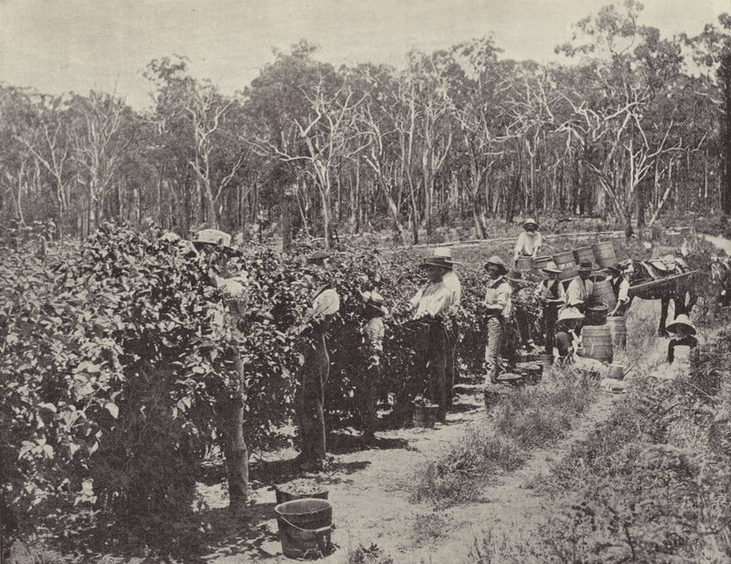 Frambozenplukkers aan het werk, Wandin Yallock door English Photographer