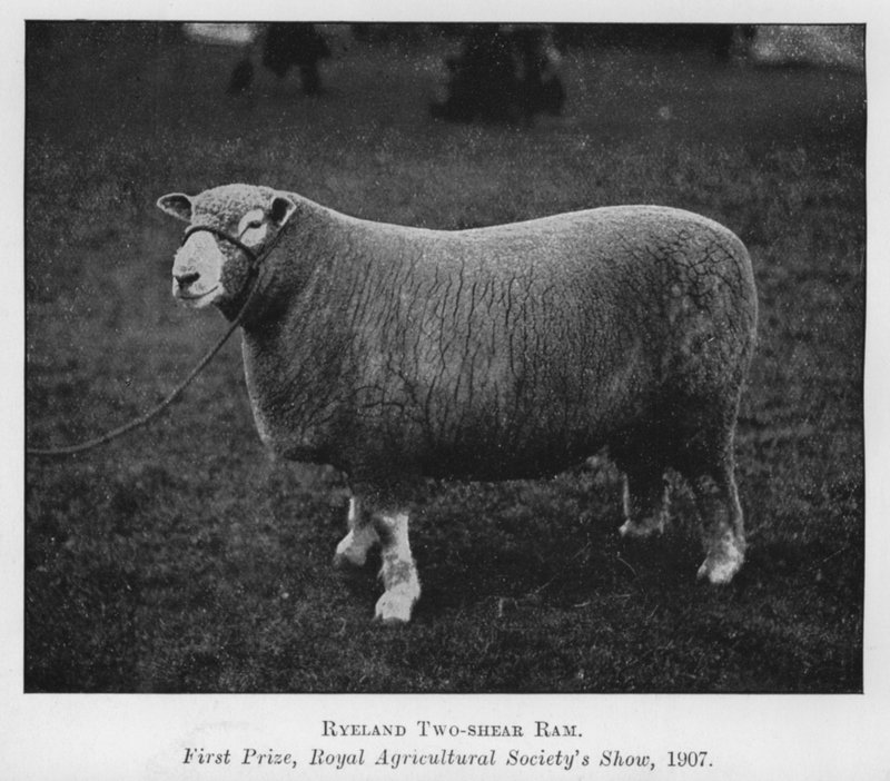 Ryeland tweejarige ram, eerste prijs, Royal Agricultural Society