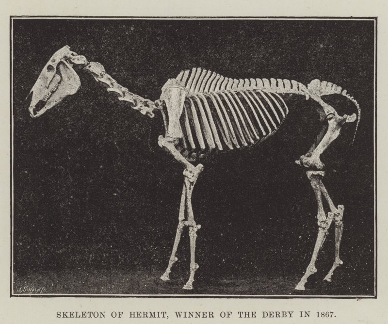 Skelet van Hermit, Winnaar van de Derby in 1867 door English Photographer