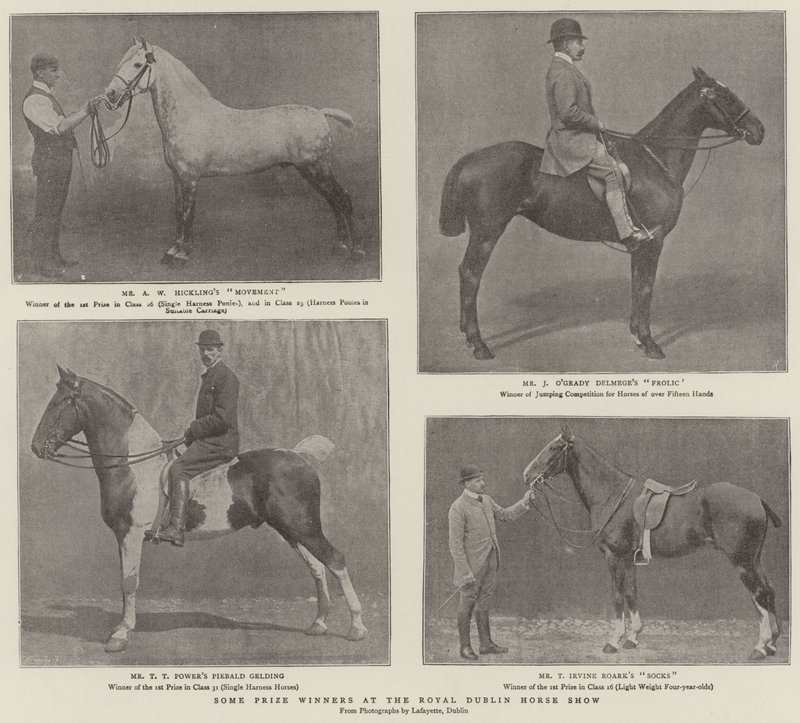 Enkele Prijswinnaars op de Koninklijke Dublin Paardenshow door English Photographer