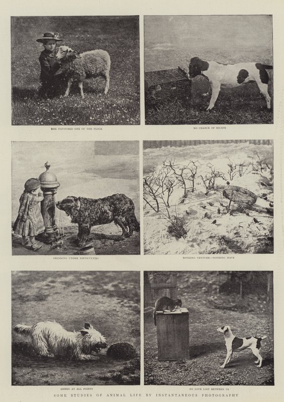 Enkele studies van dierenleven door middel van momentopnamen door English Photographer