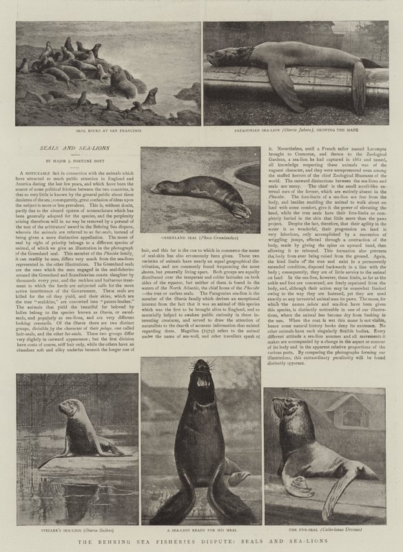 Het Behring Zee Visserijgeschil, Zeehonden en Zeeleeuwen door English Photographer