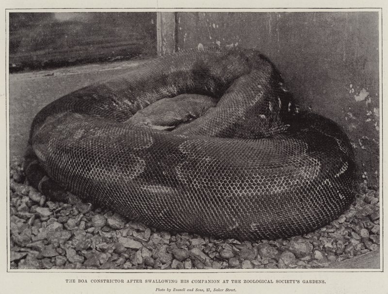 De boa constrictor na het inslikken van zijn metgezel in de tuinen van de Zoological Society door English Photographer