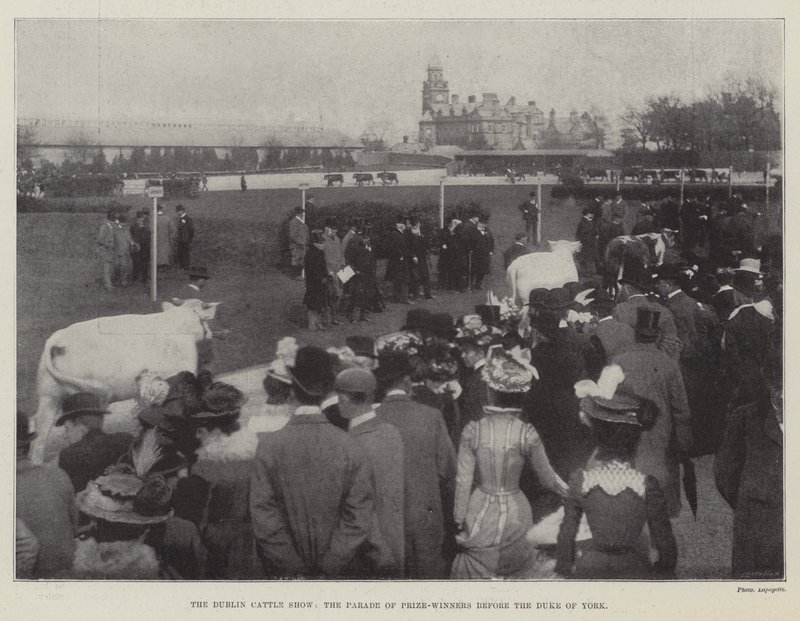 De Dublin Cattle Show, de parade van prijswinnaars voor de hertog van York door English Photographer
