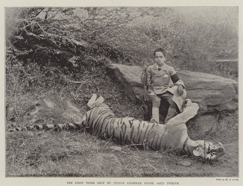 De Eerste Tijger geschoten door Prins Bughwan Singh, Twaalf Jaar Oud door English Photographer