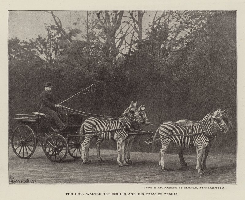 De Eerwaarde Walter Rothschild en zijn Team van Zebra