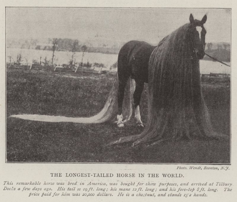 Het paard met de langste staart ter wereld door English Photographer