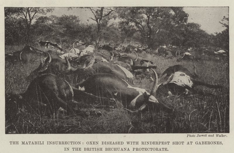 De Matabili-opstand, met runderpest besmette ossen neergeschoten in Gaberones, in het Britse Bechuana Protectoraat door English Photographer