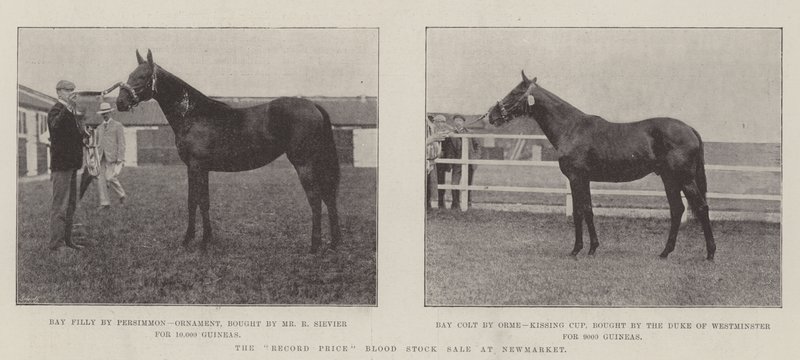 De recordprijs bloedstockverkoop in Newmarket door English Photographer