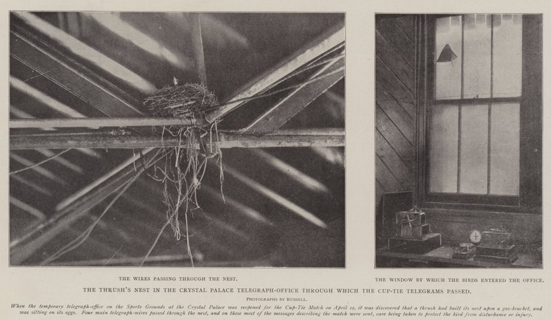 Het nest van de lijster in het Crystal Palace telegraafkantoor waar de bekerwedstrijdtelegrammen doorheen gingen door English Photographer