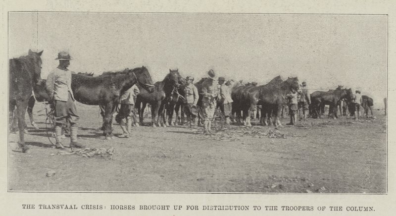 De Transvaal-crisis, paarden gebracht voor distributie aan de troopers van de colonne door English Photographer