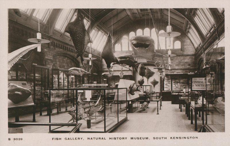 Het Victoria en Albert Museum, South Kensington, Londen, visgalerij door English Photographer