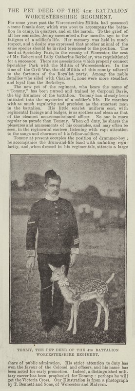 Tommy, het huisdier hert van het 4e bataljon Worcestershire Regiment door English Photographer