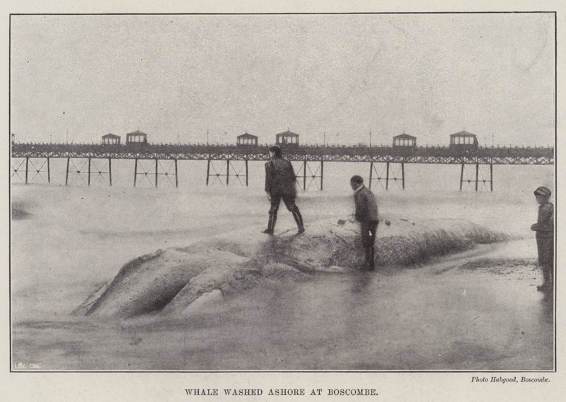 Walvis aangespoeld bij Boscombe door English Photographer