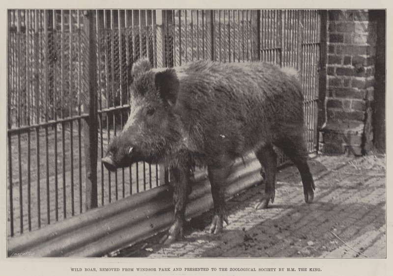 Wild zwijn, verwijderd uit Windsor Park en geschonken aan de Zoological Society door HM de Koning door English Photographer