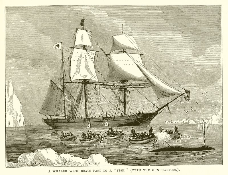 Een Walvisvaarder met boten vast aan een vis (met de Geweerharpoen) door English School