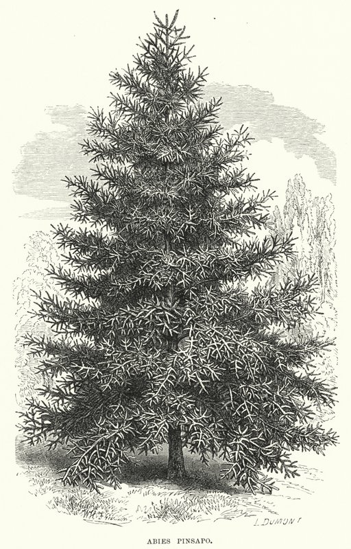 Abies Pinsapo door English School