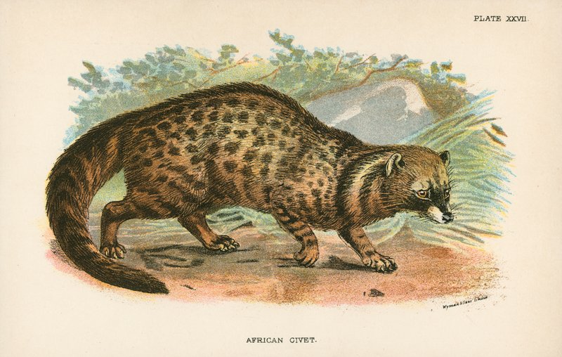 Afrikaanse civetkat door English School