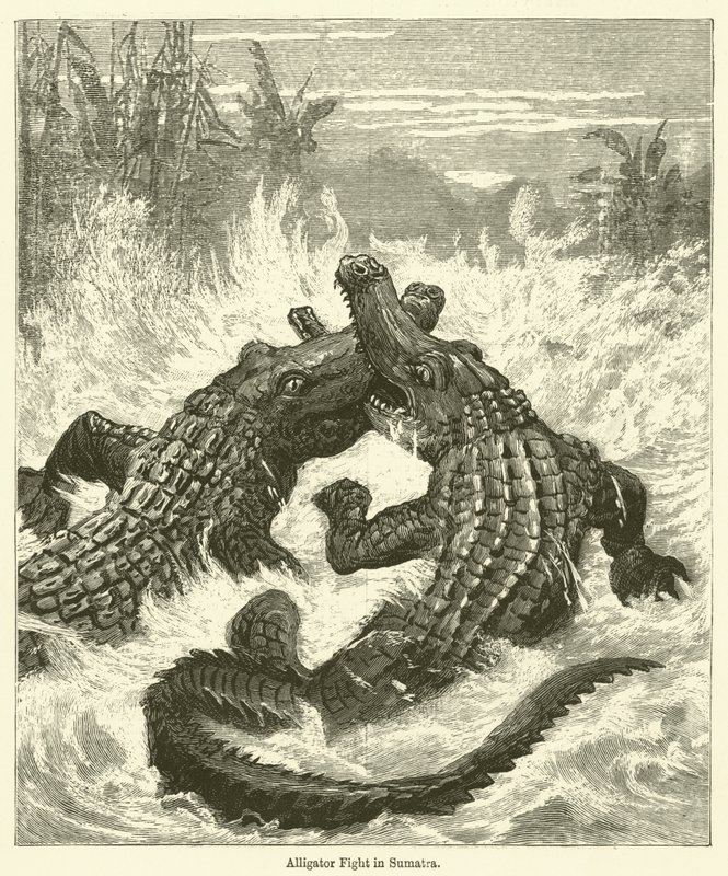 Alligatorgevecht in Sumatra door English School