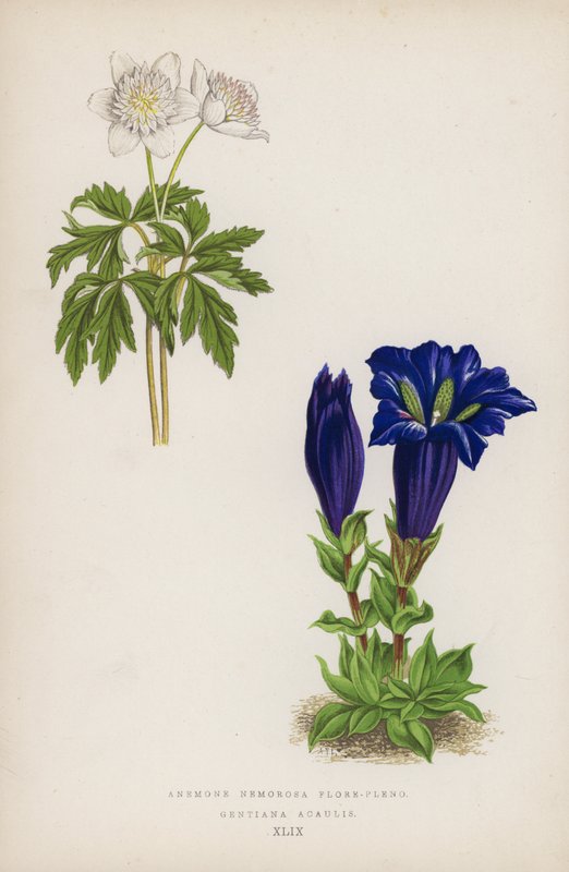 Anemone Nemorosa Flore-pleno; Gentiana Acaulis door English School