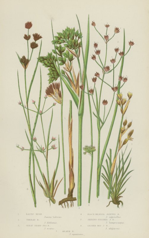 Baltische Riet, Draad Riet, Grote Scherpe Zee Riet, Zwartkop Gelede Riet, Glanzend-Vruchtige Gelede Riet door English School