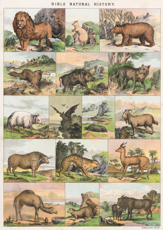 Bijbelse Natuurlijke Geschiedenis door English School