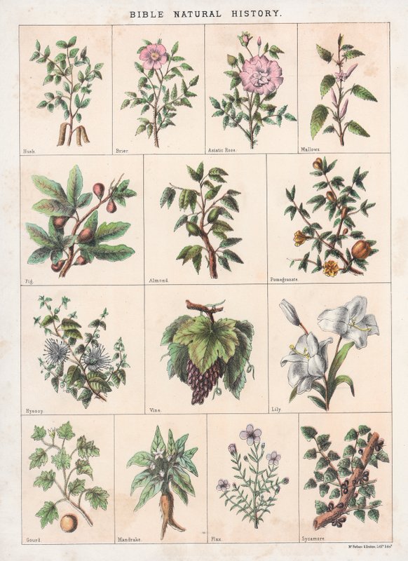 Bijbelse Natuurlijke Geschiedenis door English School