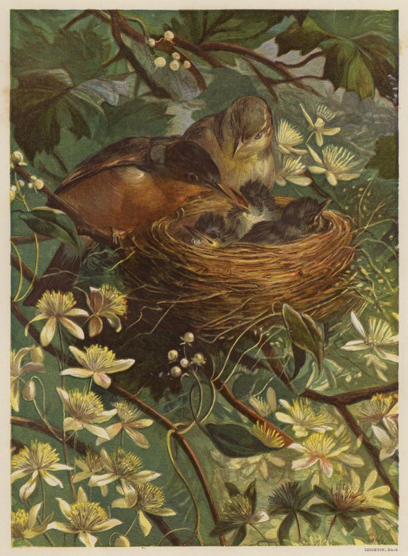 Vogels voeden hun jongen in een nest door English School
