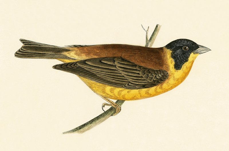 Zwartkopgors, illustratie uit 