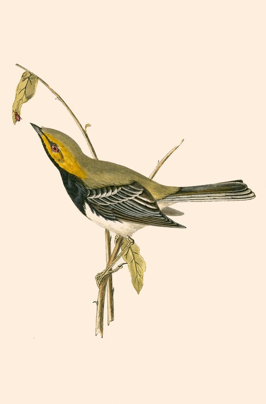 Zwartkeelzanger, illustratie uit 