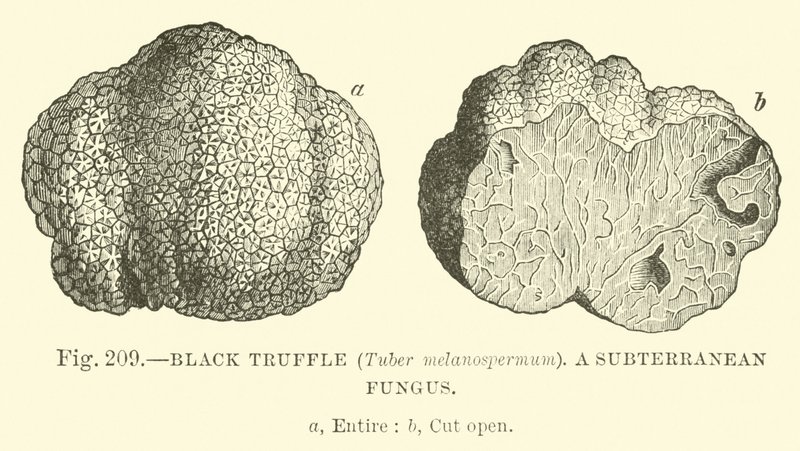 Zwarte Truffel (Tuber melanospermum); Een ondergrondse schimmel door English School