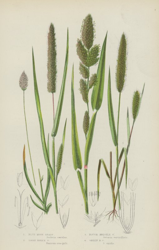 Blauw Moorgras, Los Paniekgras, Ruwe Borstelgras, Groen Borstelgras door English School