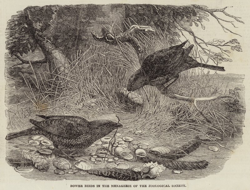 Tuinvogels in de menagerie van de Zoological Society (gravure) door English School